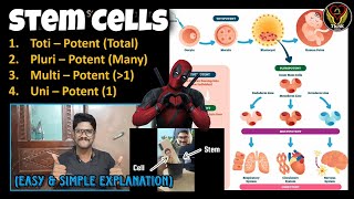 Stem Cells  Totipotent Pluripotent Multipotent Unipotent  ESC iPSc  Tamil  ThiNK Biology [upl. by Granlund134]