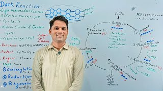 Dark reaction of photosynthesis Light independent reaction  C3 cycleHindi Urdu ProSuresh Kumar [upl. by Goeselt]