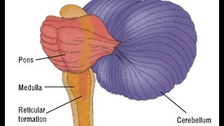 brain stem ASL [upl. by Caddric240]