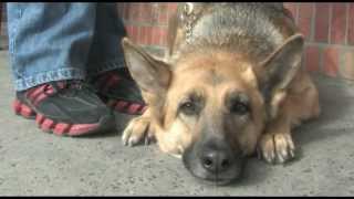 Workings dogs Sam and Faith guide dog team [upl. by Okomom]