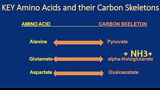 Catabolism of Alanine Glutamate and Aspartate Metabolism Made Easy [upl. by Bronwyn123]