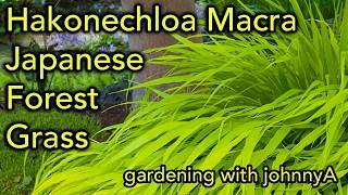 How To Grow Hakonechloa macra or Hakone Grass  Japanese Forest Grass [upl. by Sigismond]