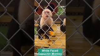 White Faced Capuchin Monkey should be released back to its habitat shorts capuchin monkey [upl. by Reuven]