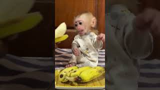 Baby monkey eats banana yummy [upl. by Hootman]