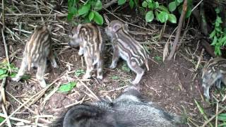 Little boars  we love milk and our mum [upl. by Tinya]