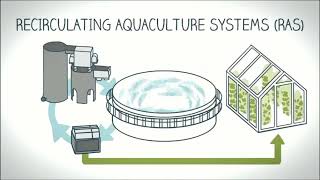 Recirculating Aquaculture System RAS  RAS Fish Farming  Modern Fish Farming Technology [upl. by Alhahs39]