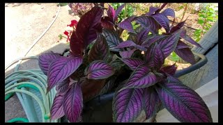 How to propagate Persian Shield plants [upl. by Kilah327]