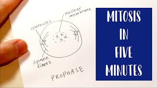 Mitosis in 5 Minutes  Drawing and Labeling Diagram Tutorial [upl. by Sutton]