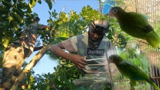 Part 1 Hunting for yellow bill Parrots in the world tallest ackee tree MUST WATCH…🦜🦜 [upl. by Ytineres63]