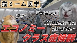 【猫ミームで学ぶ医学】飛行機だけじゃない！？エコノミークラス症候群とは？ 猫ミーム [upl. by Cullie]