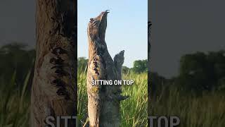 Remarkable Camouflage by a Potoo bird 😮 [upl. by Nissensohn956]