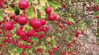 MAJUELO ESPINO ALBAR  CRATAEGUS MONOGYNA [upl. by Jeanna217]