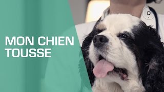 Mon chien tousse  que faire   Animaux [upl. by Noach]