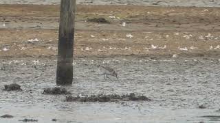 Curlew Sandpiper and Little Stint Black Hole Marsh  31824 [upl. by Three583]