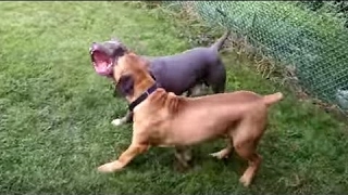 Boerboel vs American Bandog  Dog Videos Mr Fenley [upl. by Knute]