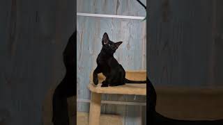 Barracuda Black Oriental Shorthair Female Kitten Available Now  Purebred Kitties [upl. by Nellac]