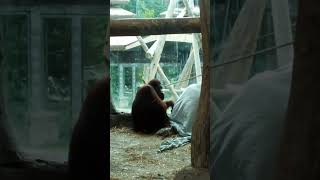 Bornean Orangutan zoo virginazoo [upl. by Hannej724]