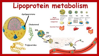 Lipoprotein metabolism and transport  Chylomicron VLDLIDL LDLHDL  Metabolism  Biochemistry [upl. by Ecirp]