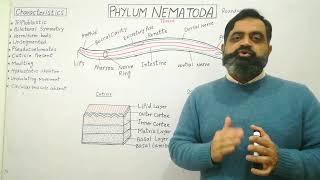 Phylum Nematoda Urdu Hindi medium profmasoodfuzail Round worms  Nematodes  Amphids [upl. by Adiaros]