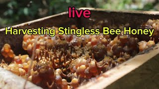 The abundant harvest of stingless bee honey stinglessbee asmrsound [upl. by Seko]