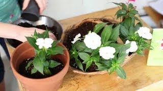 How to Transplant Impatiens From a Basket to a Pot  Indoor Planting [upl. by Pippo]