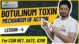 Botulinum toxin mechanism of action  Neurotoxin mode of action [upl. by Llerdnod900]