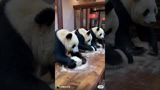 PANDA PALS COOK RAMEN 🐼funny animals😆 [upl. by Juan746]