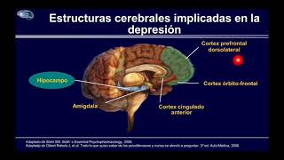 NEUROBIOLOGÍA DE LA DEPRESIÓN [upl. by Eustis]