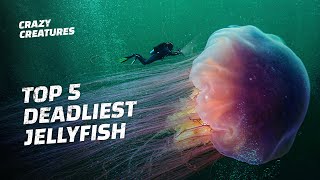 The Top 5 Deadliest Jellyfish [upl. by Sone]