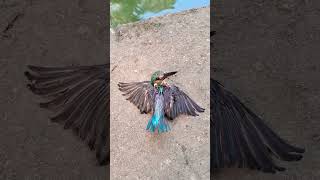 The kingfisher bird is injured 😢 [upl. by Dobson]