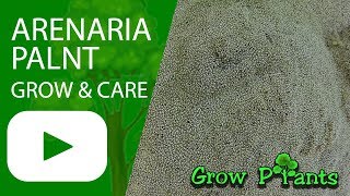 Arenaria plant  growing amp care Amazing ground cover plant [upl. by Henderson]