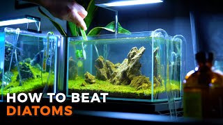 Aquarium Brown Algae  How to Beat Diatoms [upl. by Sivla]