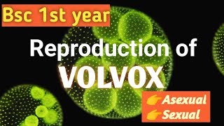 Reproduction in Volvox  bsc 1st year bsc botany [upl. by Aryan]