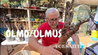 🌿 Ulmus parvifolia Olmo chino transplante bonsai [upl. by Ordnasela]