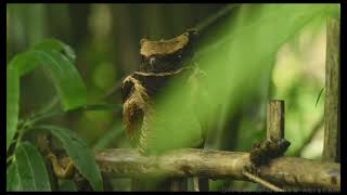 Greateared Nightjar [upl. by Anner]