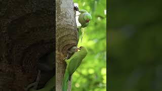 Rose Ring Parakeet  Parrot Bird  Parakeet  wildlifephotoghraphy birds photography wildlife [upl. by Kulsrud]