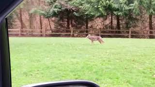 Coyote at Carkeek Park Seattle [upl. by Cowles]