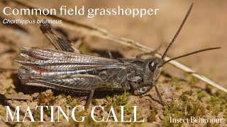 Common field grasshopper Chorthippus brunneus callingstridulating  Insect Behaviour [upl. by Willdon]