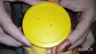 ASMR lice picking asmr lice liceandnits licepicking licecheckasmr liceremoval asmrlicecheck [upl. by Aihsela]