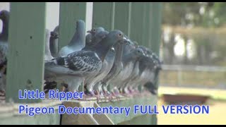 Little Ripper  Pigeon Racing Documentary [upl. by Annairb]