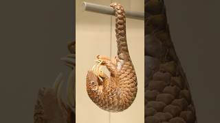 A brief introduction to 😍Pangolins😙horts youtubeshorts animals [upl. by Montano931]