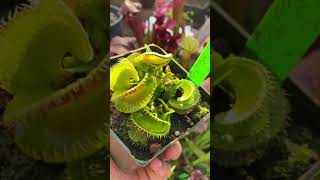 Dionaea muscipula GJ Montecore [upl. by Nnaira]