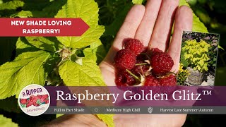 New Shade Loving Raspberry with Golden Leaves from PlantNet [upl. by Radley912]