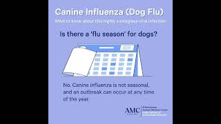 Canine Influenza Dog Flu [upl. by Dhu]