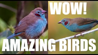 Bird Photography Red cheeked cordon bleu Must watch this beautiful WILDLIFE photography [upl. by Lila567]