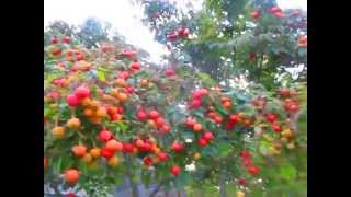 Sweet amp Edible Fruit of Cornus kousa Dogwood [upl. by Ibor]