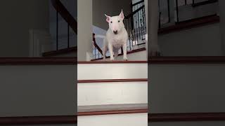 Bull terrier trips on stairs but then catches self bullterrier minibullterrier bullterrierlove [upl. by Reedy]