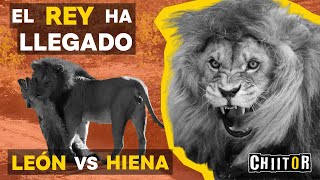 El Rey ha Llegado  León vs Hiena [upl. by Athelstan769]