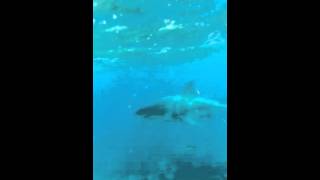 Great White shark on Alligator Reef Fl Keys [upl. by Enidanreb134]