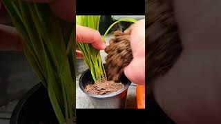 Miniature Gardening Depotting spider plant  🌿🖤  ASMR [upl. by Ednutey]